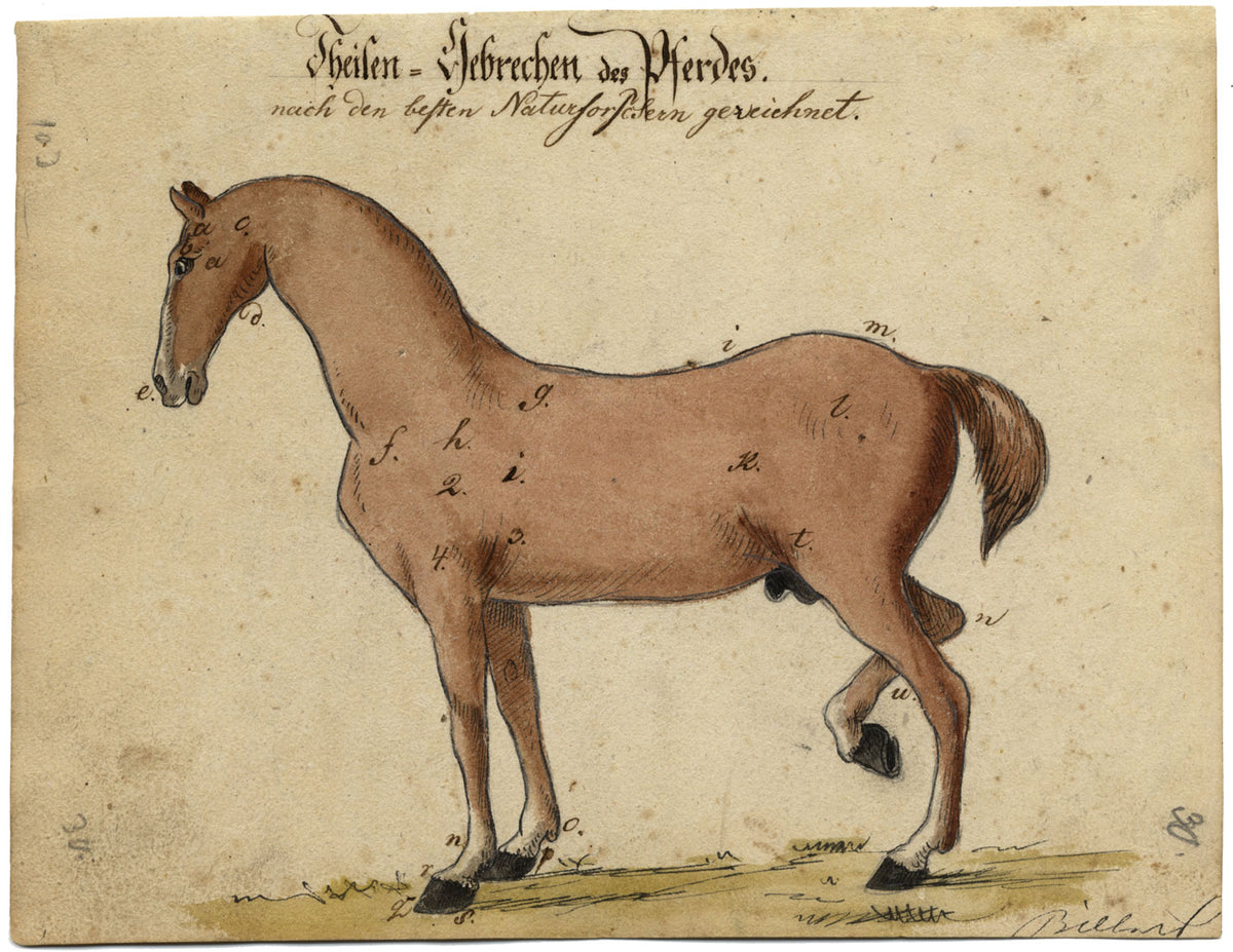 Leopold Billek, Ailments of Horses – Original c.1820 watercolour painting