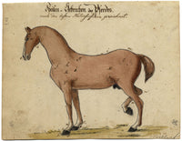 Leopold Billek, Ailments of Horses – Original c.1820 watercolour painting