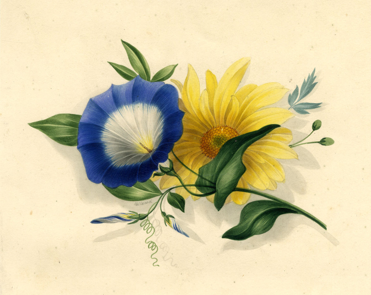 James Holland OWS, Morning Glory & Marguerite Daisy Flower – c.1825 watercolour