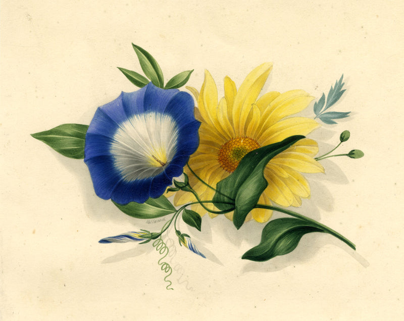 James Holland OWS, Morning Glory & Marguerite Daisy Flower – c.1825 watercolour