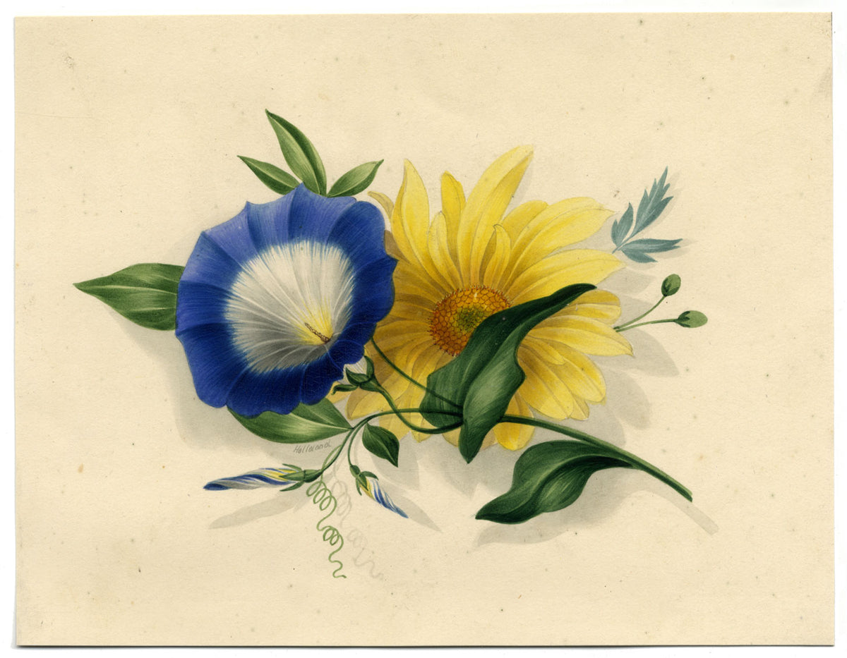 James Holland OWS, Morning Glory & Marguerite Daisy Flower – c.1825 watercolour
