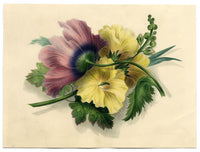 James Holland OWS, Hibisco y amapola – Acuarela original de 1825