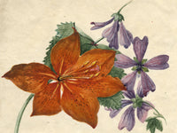 Red Lily & Common Mallow Flower – early 19th-century watercolour painting