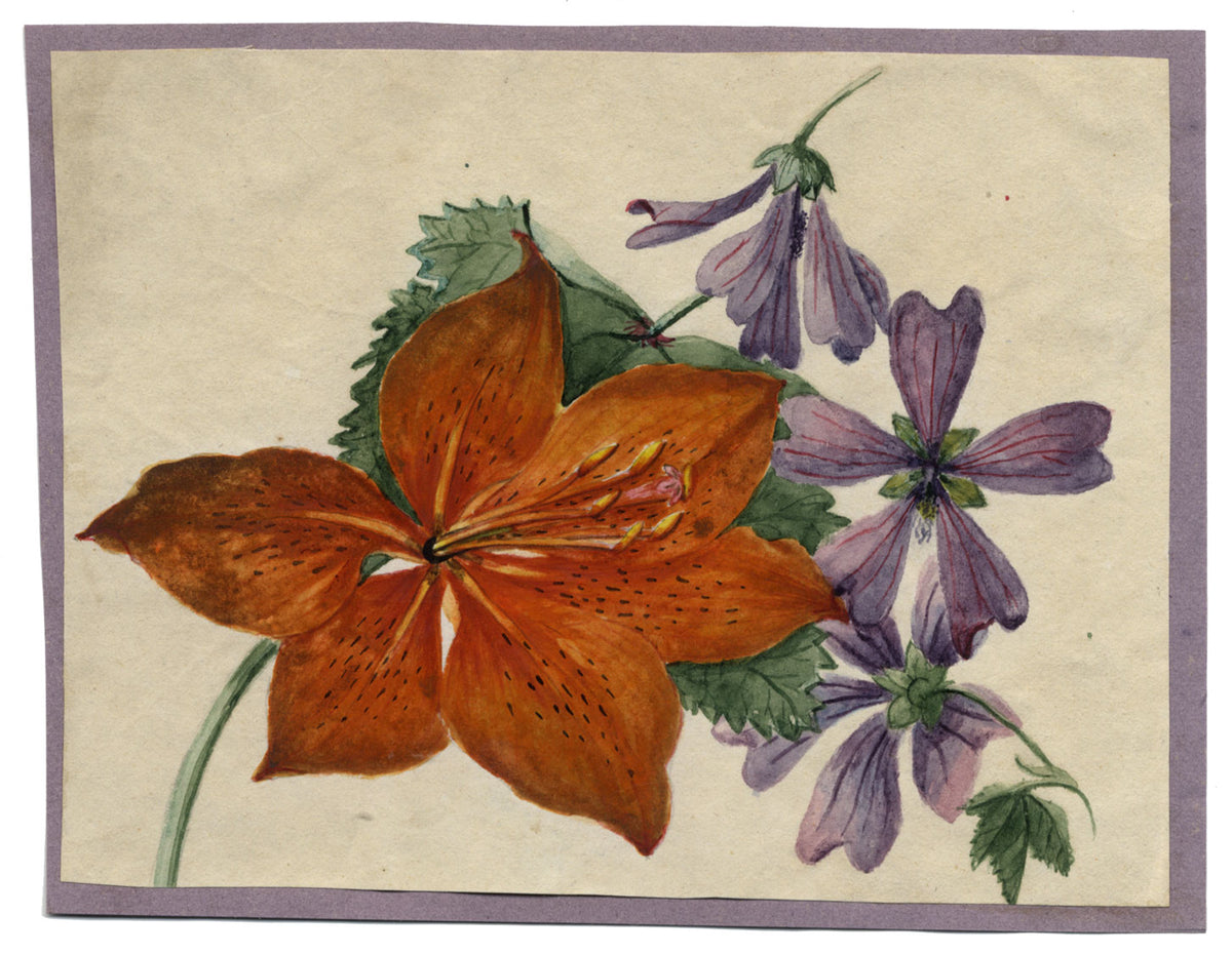 Giglio rosso e fiore di malva comune – acquerello di inizio XIX secolo