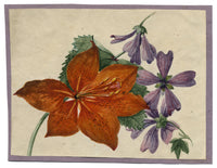 Giglio rosso e fiore di malva comune – acquerello di inizio XIX secolo