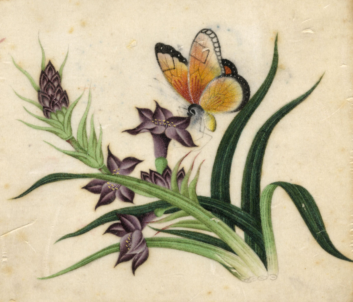 Antico dipinto cinese del XIX secolo – Farfalla su fiori viola