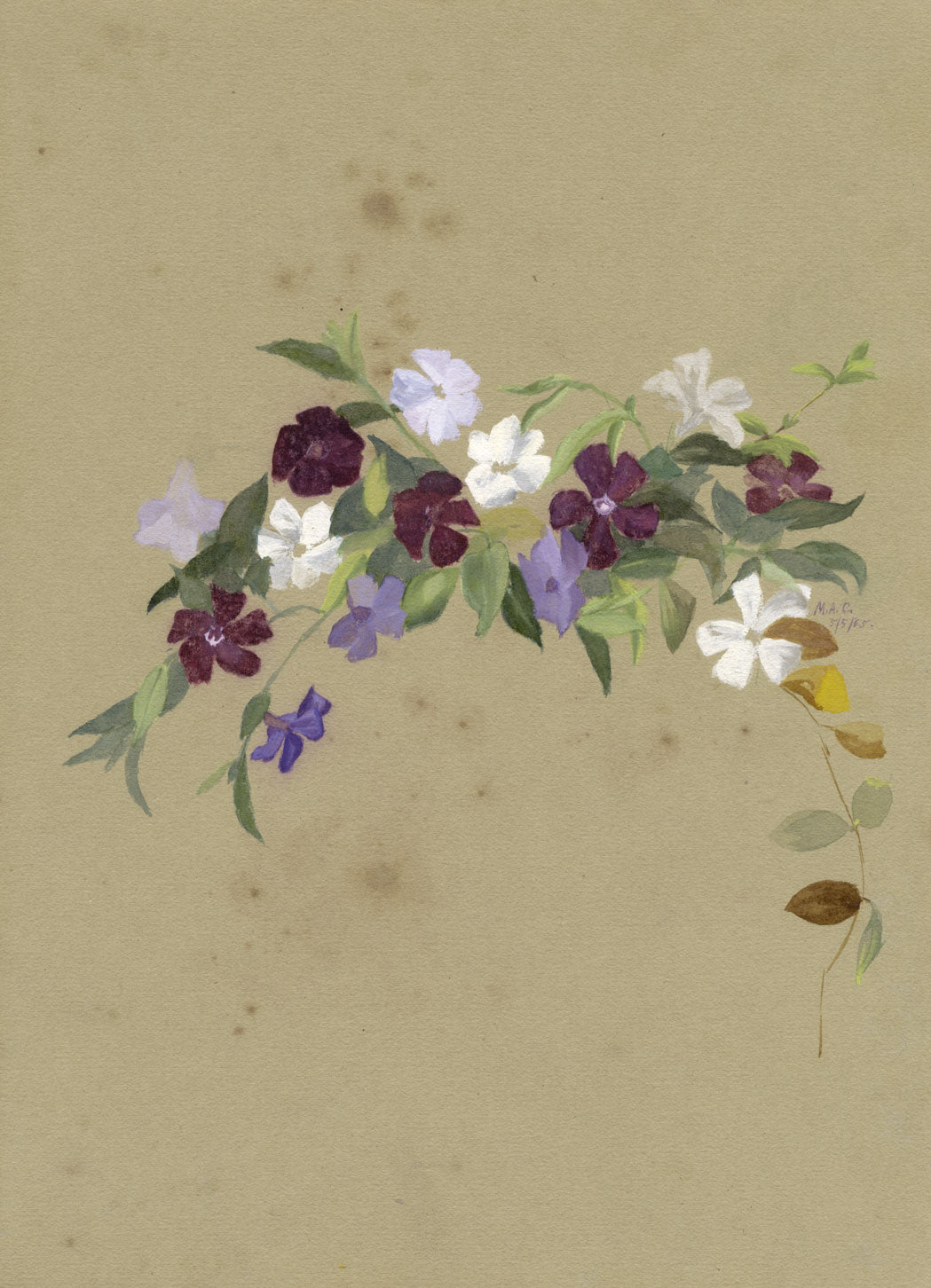 M.A. Catto, Periwinkle Flowers – Original 1885 gouache painting