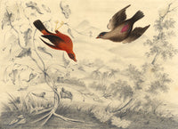 Attrib. William Gunton, Two Brightly Plumed Birds – early C19th watercolour