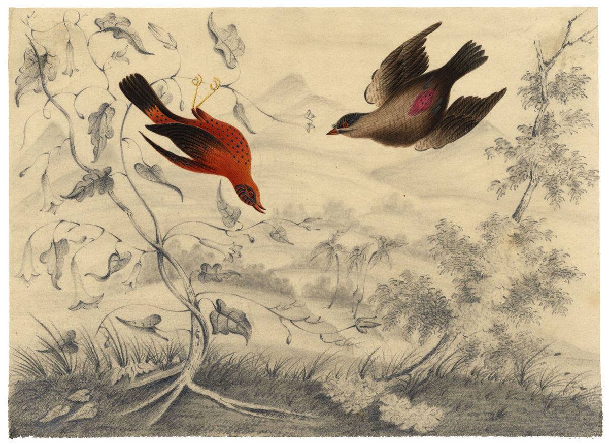 Atribuido por William Gunton, Dos pájaros de plumas brillantes – acuarela de principios del siglo XIX