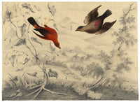 Attribuzione di William Gunton, Due uccelli dalle piume brillanti – acquerello di inizio XIX secolo