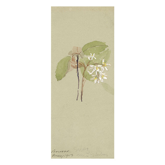 Snowy Mespilus Flower, Verwood, Dorset – Original 1913 watercolour painting