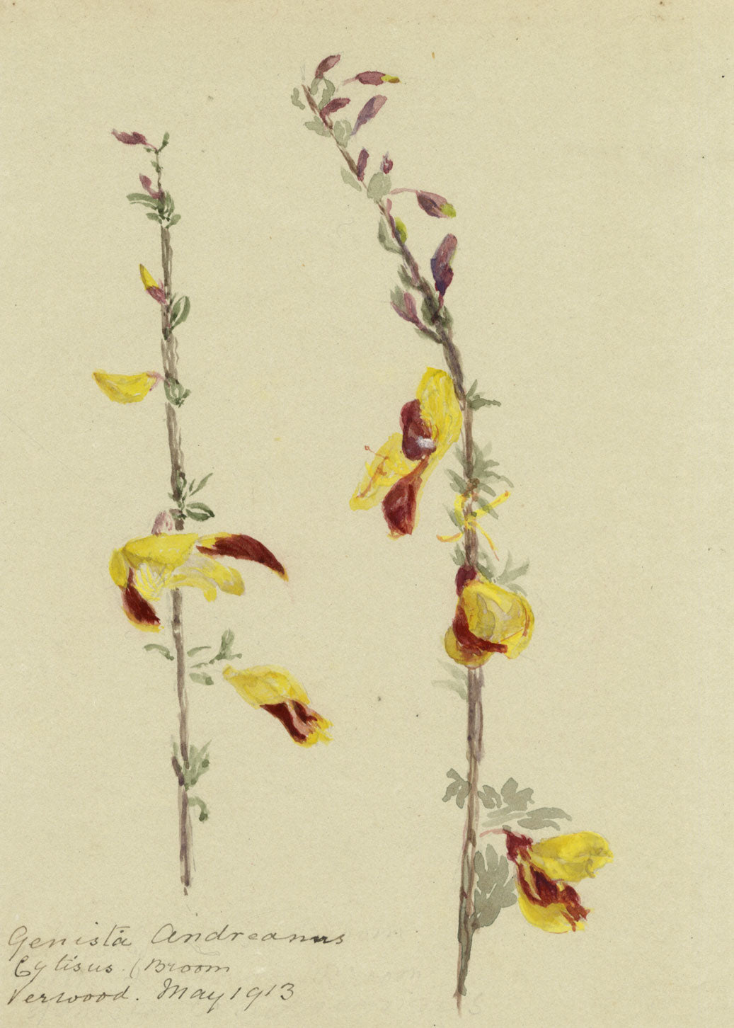 Common Broom (Cytisus Scoparius) Flower, Verwood, Dorset – 1913 watercolour