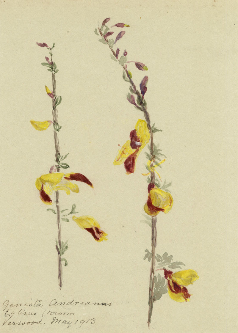 Common Broom (Cytisus Scoparius) Flower, Verwood, Dorset – 1913 watercolour
