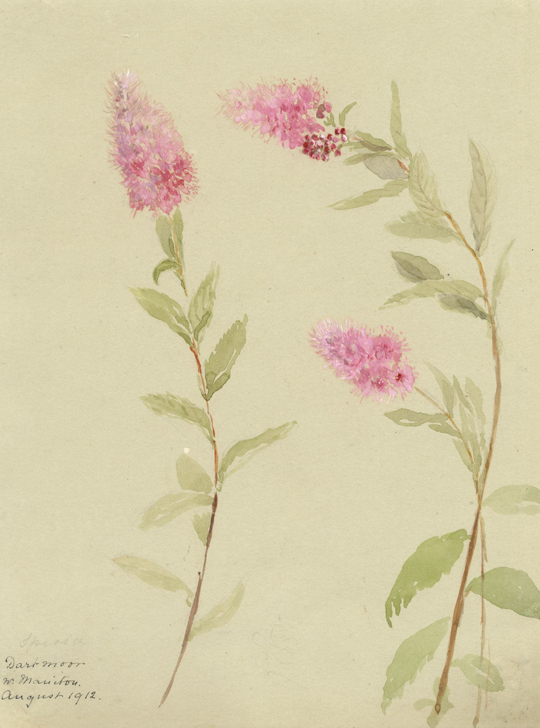 Pink Spiraea Flower, Dartmoor near Manaton, Devon – 1912 watercolour painting