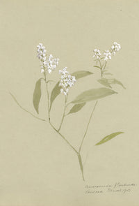 Andromeda Floribunda Flower, Verwood, Dorset – 1913 watercolour painting