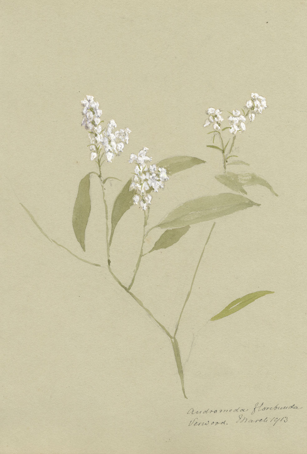 Andromeda Floribunda Flower, Verwood, Dorset – 1913 watercolour painting