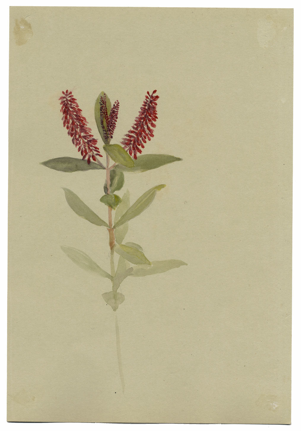 Flor de Andrómeda Floribunda, Verwood, Dorset – Acuarela de 1913