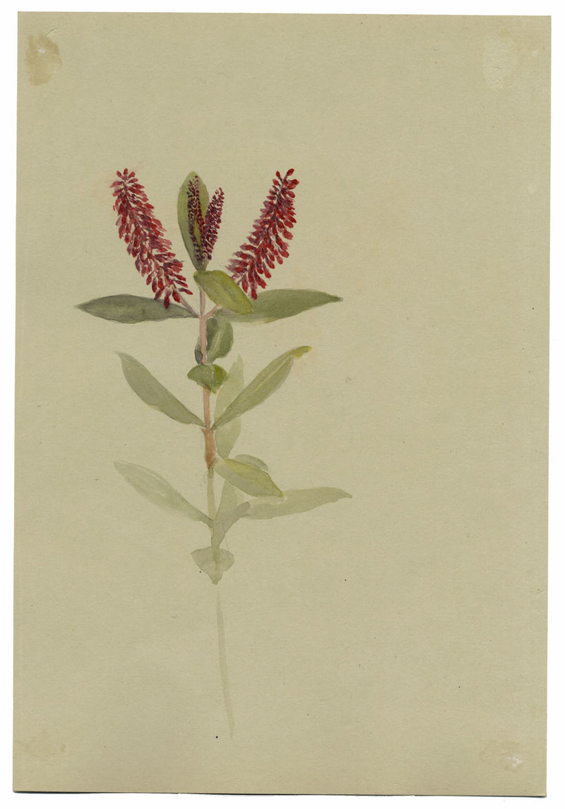 Flor de Andrómeda Floribunda, Verwood, Dorset – Acuarela de 1913