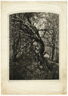 Ian Worwood, Female Forms amongst Trees – Original 1966 etching print