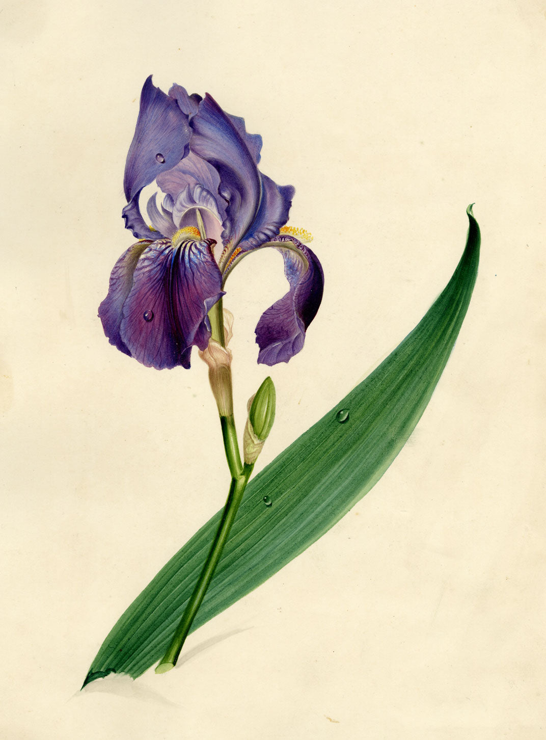 Circle of James Holland, Purple Iris Flower – 19th-century watercolour painting