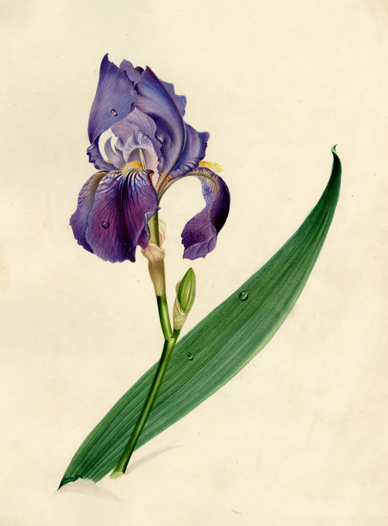 Circle of James Holland, Purple Iris Flower – 19th-century watercolour painting