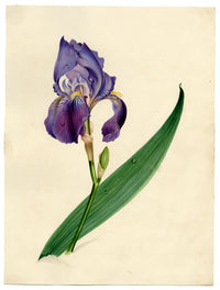 Círculo de James Holland, Flor de iris púrpura – acuarela del siglo XIX