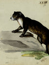 Leopold Billek, Otter – Original c.1820 gouache painting