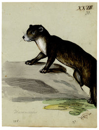 Leopold Billek, Otter – Original c.1820 gouache painting