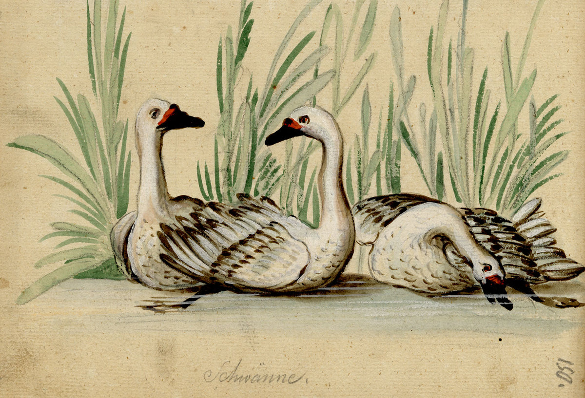 Leopold Billek, Swans (Schwänne) – Original c.1820 gouache painting