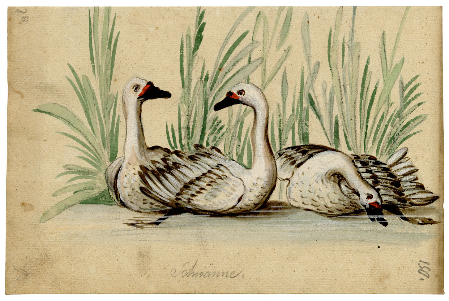 Leopold Billek, Swans (Schwänne) – Original c.1820 gouache painting