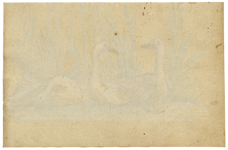 Leopold Billek, Swans (Schwänne) – Original c.1820 gouache painting