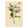 Pink Chinese Foxglove Flower (Rehmannia Glutinosa) – 1853 watercolour painting