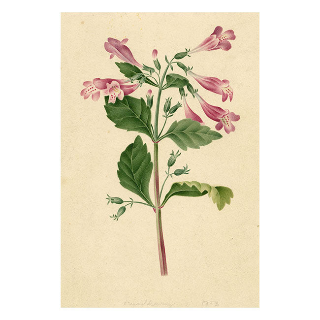 Pink Chinese Foxglove Flower (Rehmannia Glutinosa) – 1853 watercolour painting