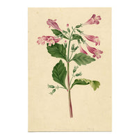 Pink Chinese Foxglove Flower (Rehmannia Glutinosa) – 1853 watercolour painting