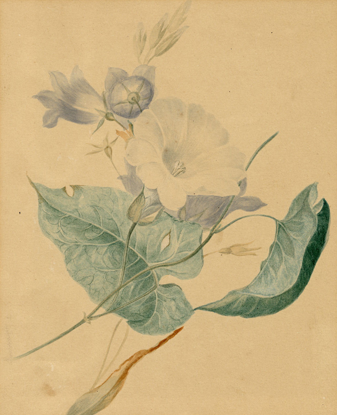 William 'Quaker' Pegg, Bindweed Flower – Original 1849 watercolour painting