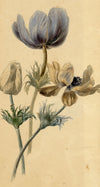 Attrib. William 'Quaker' Pegg, Anemone Flowers – mid-19th-century watercolour