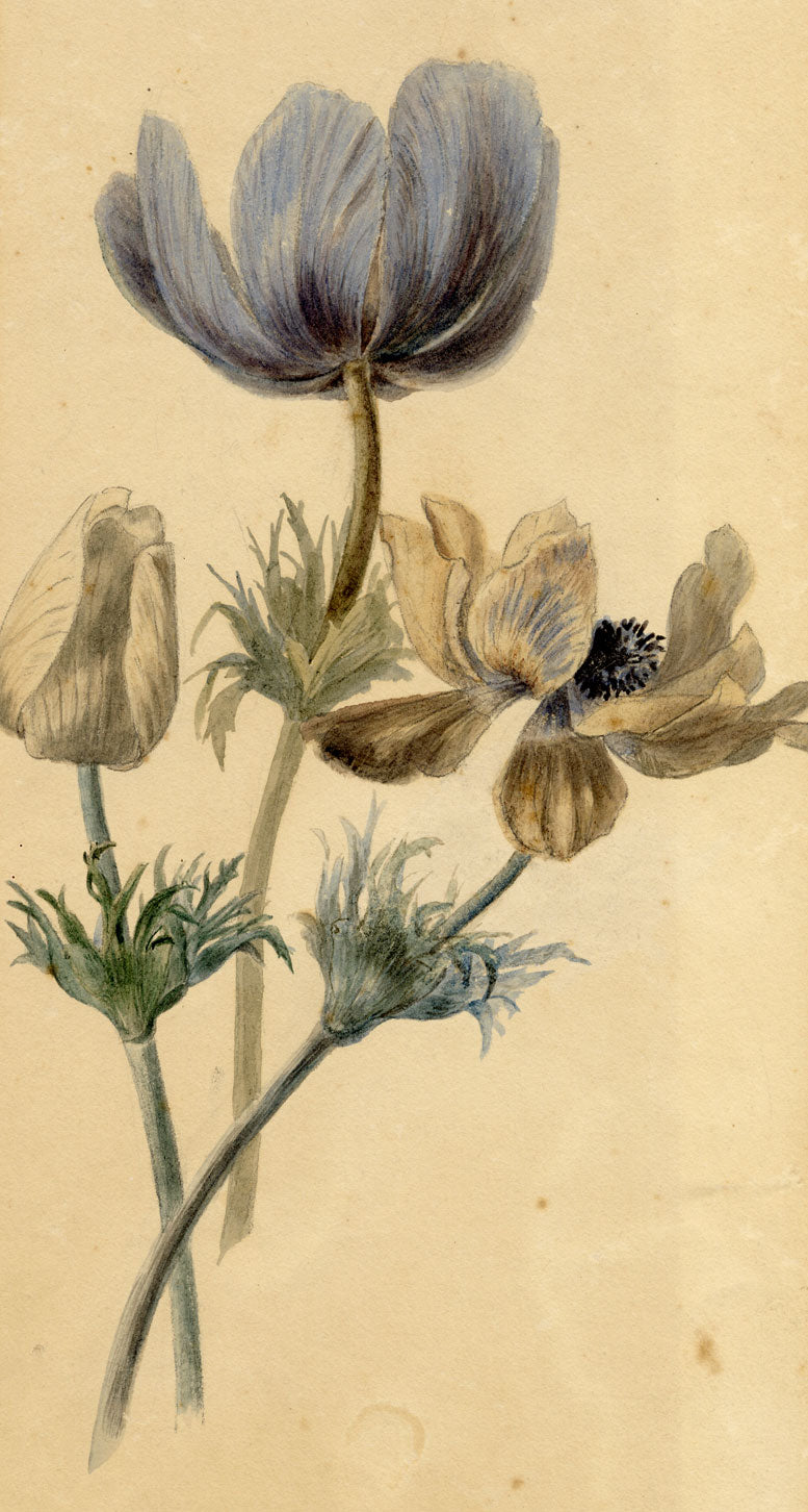 Attrib. William 'Quaker' Pegg, Anemone Flowers – mid-19th-century watercolour
