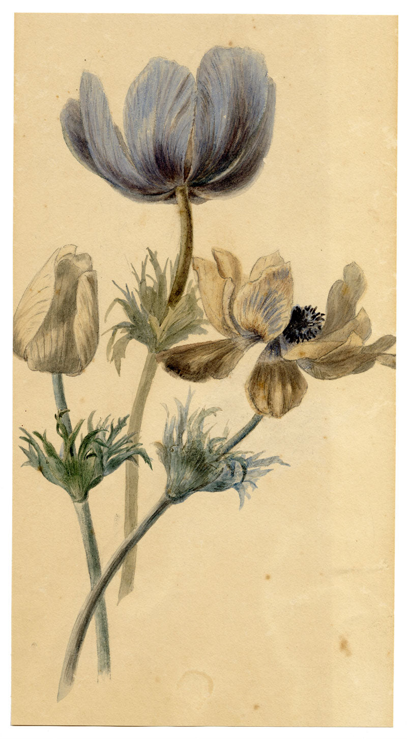 Attrib. William 'Quaker' Pegg, Anemone Flowers – mid-19th-century watercolour