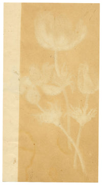 Attrib. William 'Quaker' Pegg, Anemone Flowers – mid-19th-century watercolour