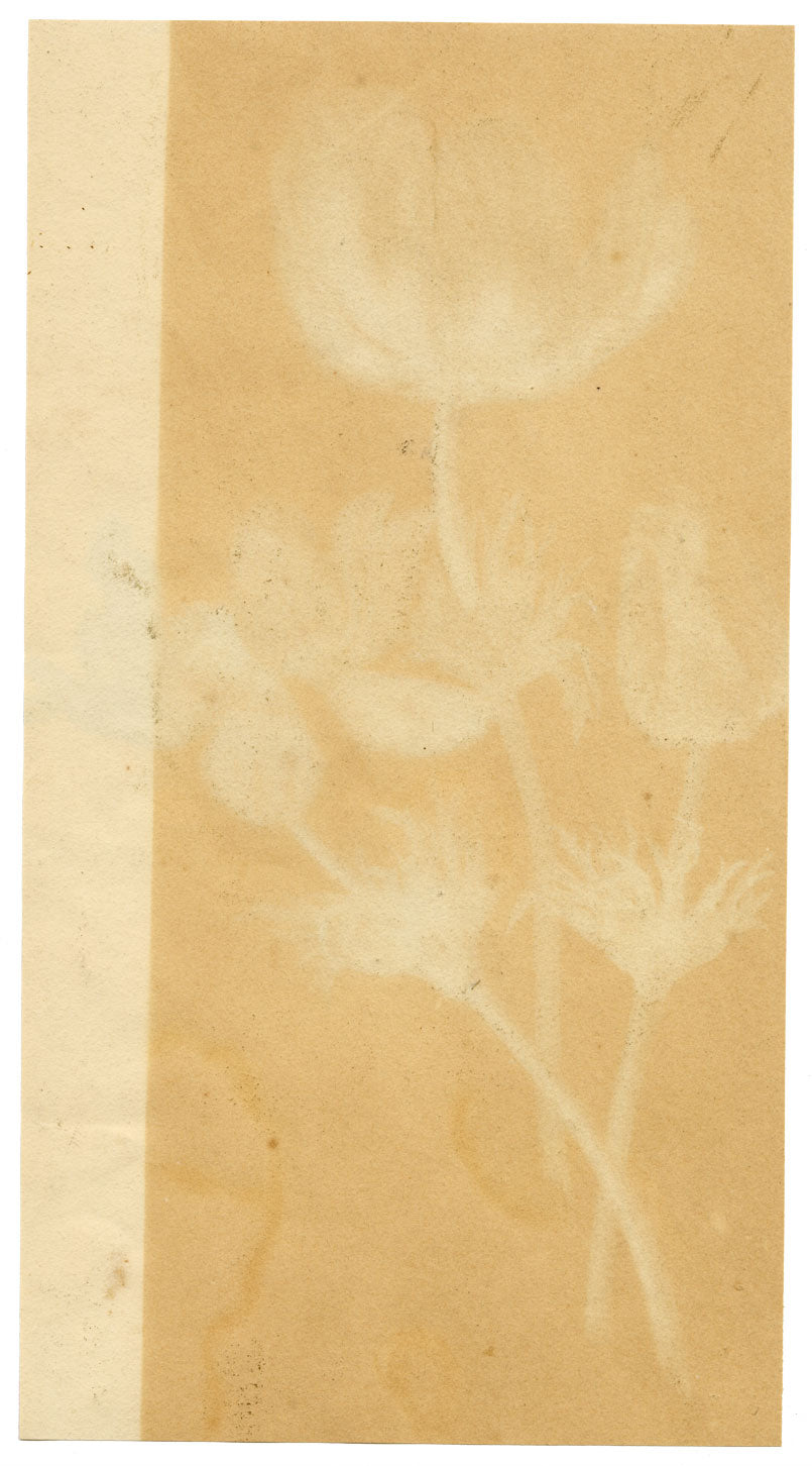 Attrib. William 'Quaker' Pegg, Anemone Flowers – mid-19th-century watercolour