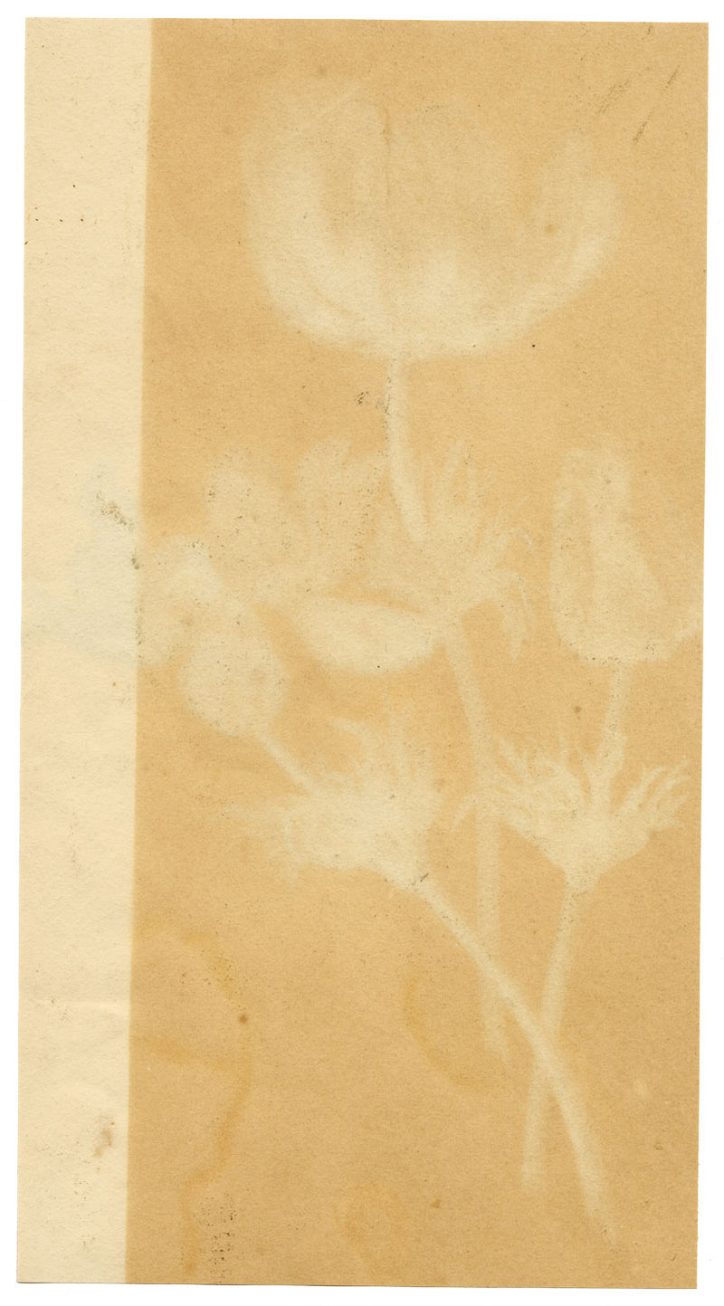 Attrib. William 'Quaker' Pegg, Anemone Flowers – mid-19th-century watercolour