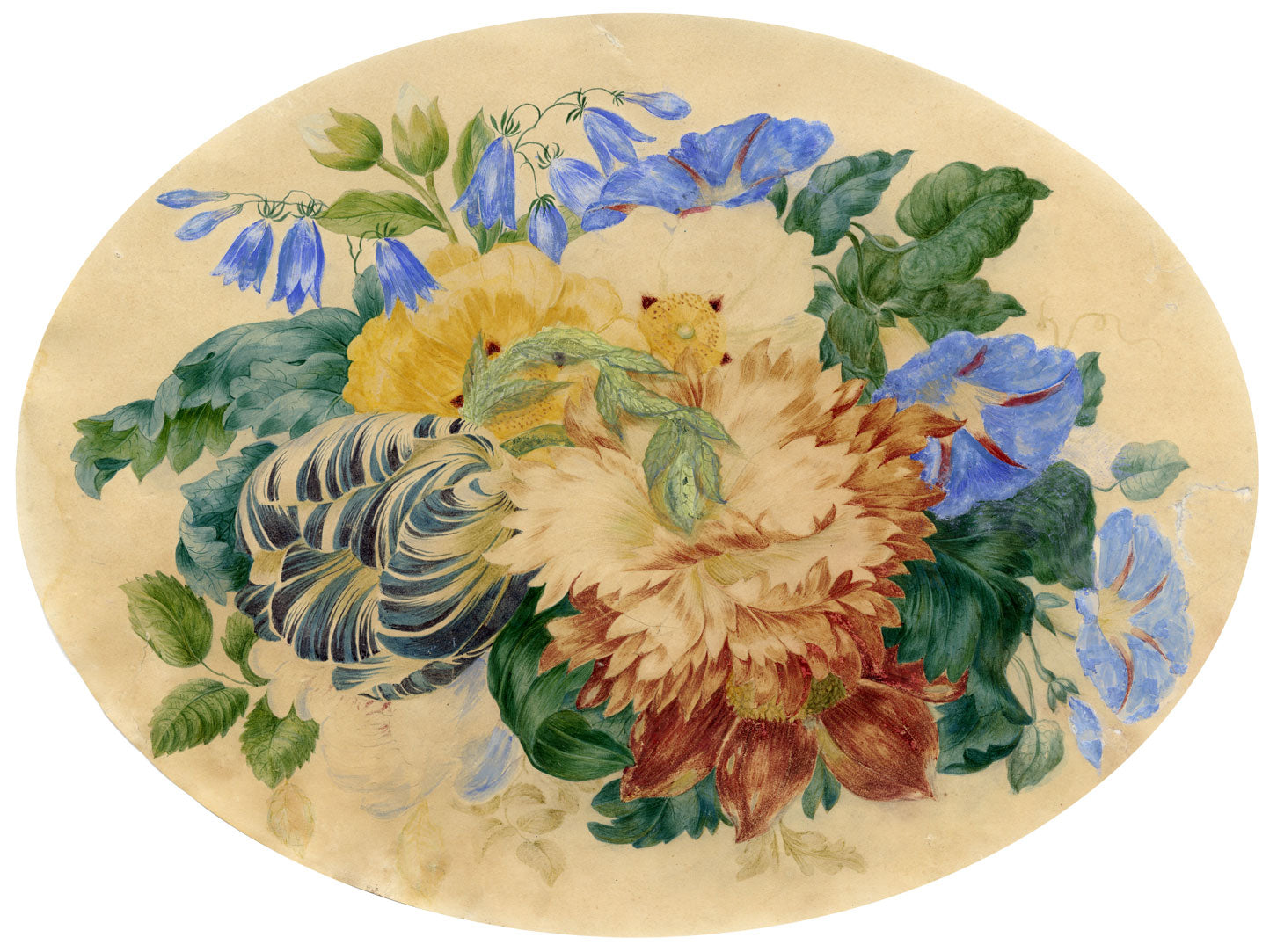 Attrib. William 'Quaker' Pegg, Tulip & Morning Glory – mid-C19th watercolour