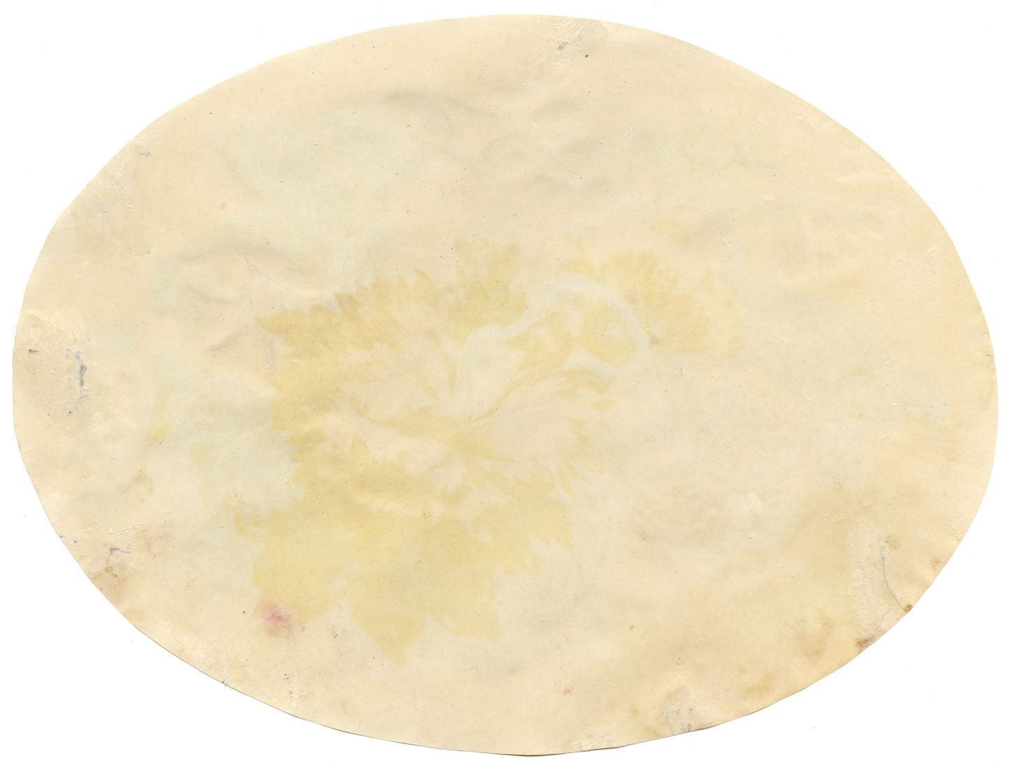 Atribuido a William «Quaker» Pegg, Tulipán y campanilla – acuarela de mediados del siglo XIX