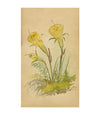 Yellow Hoop Petticoat Daffodil Flower, St Moritz Switzerland –c.1880 watercolour