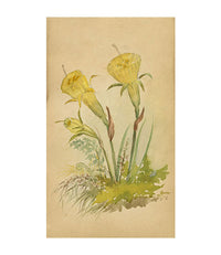 Yellow Hoop Petticoat Daffodil Flower, St Moritz Switzerland –c.1880 watercolour