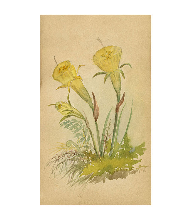 Yellow Hoop Petticoat Daffodil Flower, St Moritz Switzerland –c.1880 watercolour