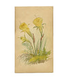 Yellow Hoop Petticoat Daffodil Flower, St Moritz Switzerland –c.1880 watercolour