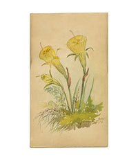 Yellow Hoop Petticoat Daffodil Flower, St Moritz Switzerland –c.1880 watercolour