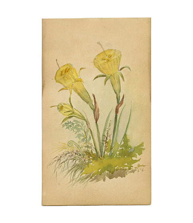 Yellow Hoop Petticoat Daffodil Flower, St Moritz Switzerland –c.1880 watercolour
