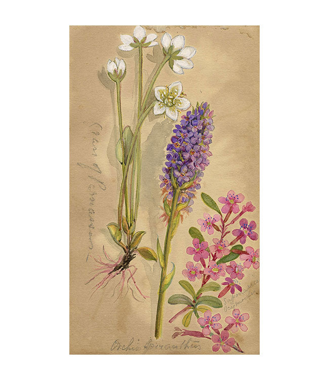 Grass-of-parnassus & Orchia Spiranthus Flower, Switzerland – c.1880 watercolour